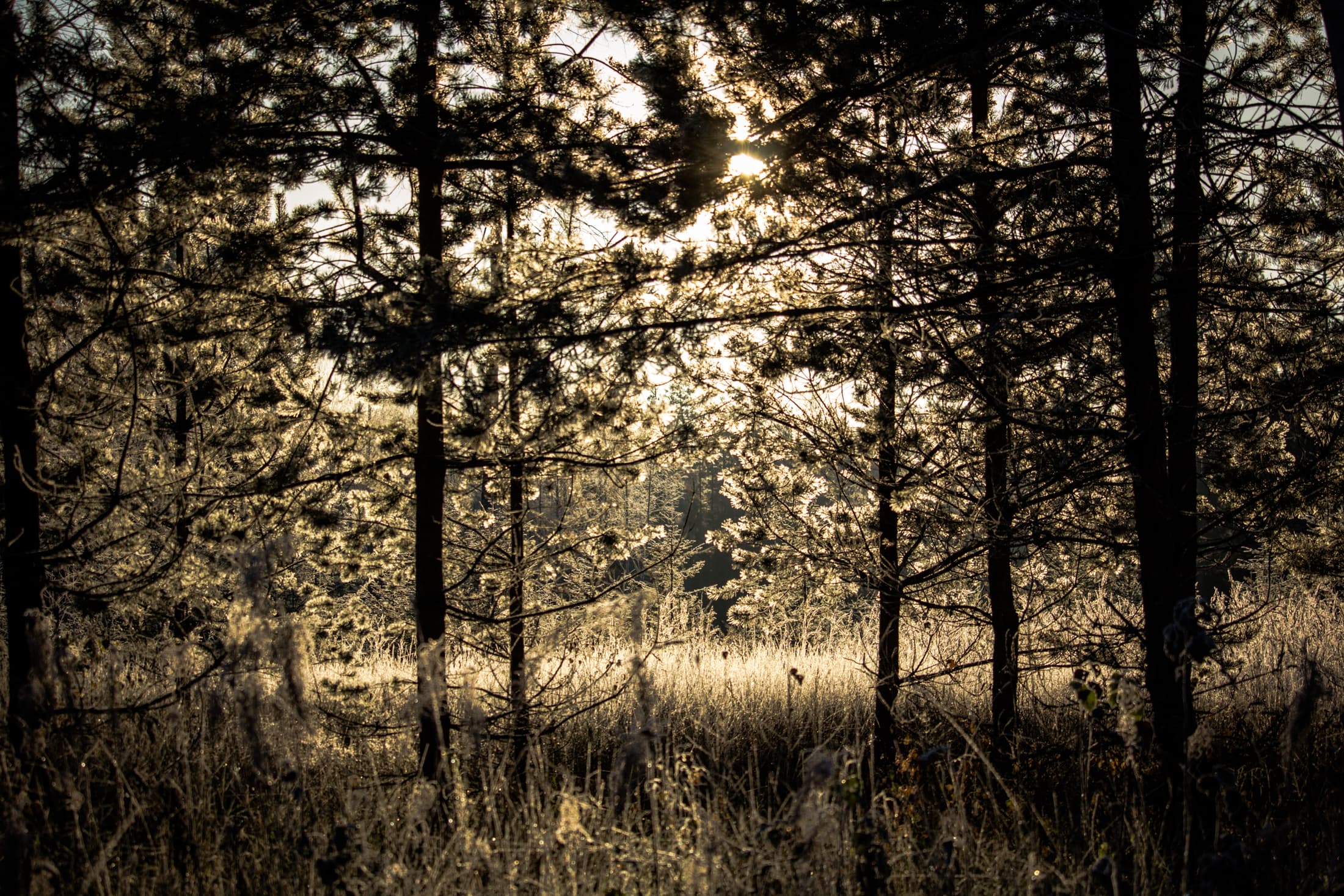 Flexibility at Every Stage: The FF Forest Early Exit Guide