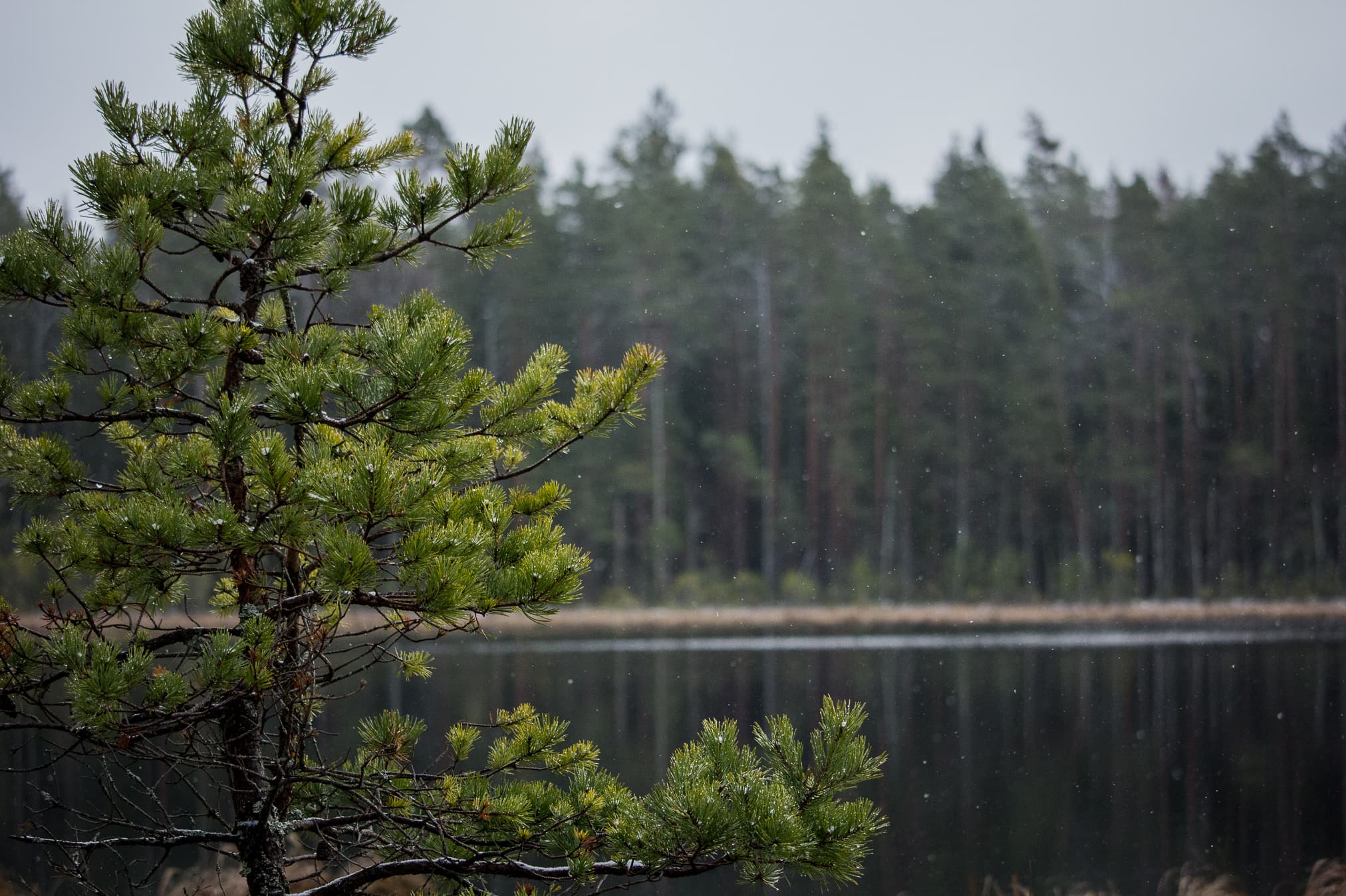 €400,000 Digitalization Grant: Redefining Forestry with AI