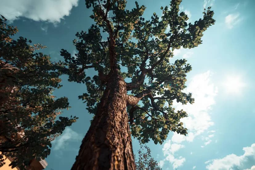 Auto-Allocation Is Here: How It Works at FF Forest